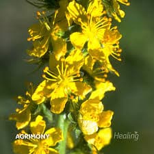 Agrimony