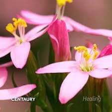 Centaury