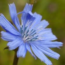 Chicory