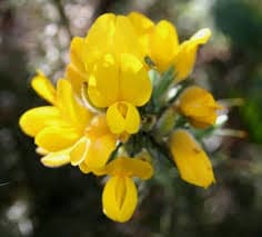 Gorse