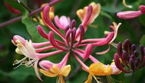 Honeysuckle