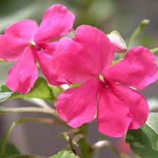 Impatiens