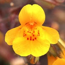 Mimulus