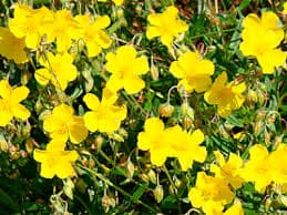 Rock Rose