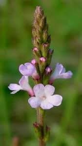 Vervain