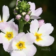 Water Violet