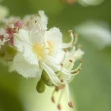 White Chestnut