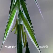 Wild Oat