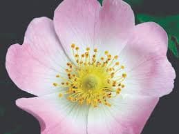 Wild Rose